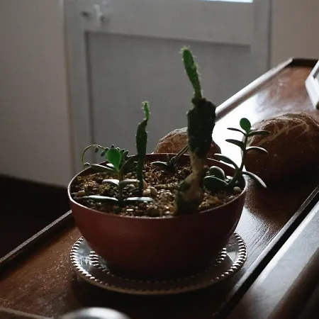 Cimo Do Monte - Casa Rustica Na Aldeia * 빌라 노바 데 포즈코아